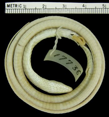 Media type: image; Herpetology R-17736
